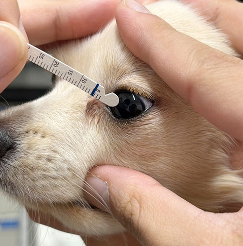 川西市清和台東・清和台動物病院