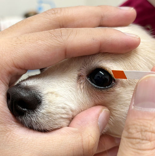 川西市清和台東・清和台動物病院